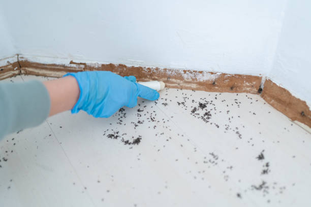 Best Insect Control  in Uhrichsville, OH